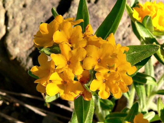 {Lithospermum canescens}